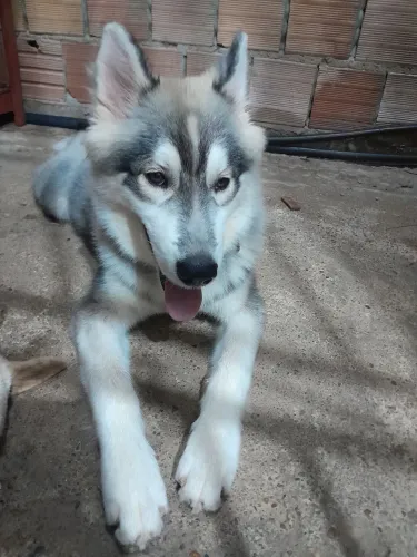 Vendo hushy siberiano macho
