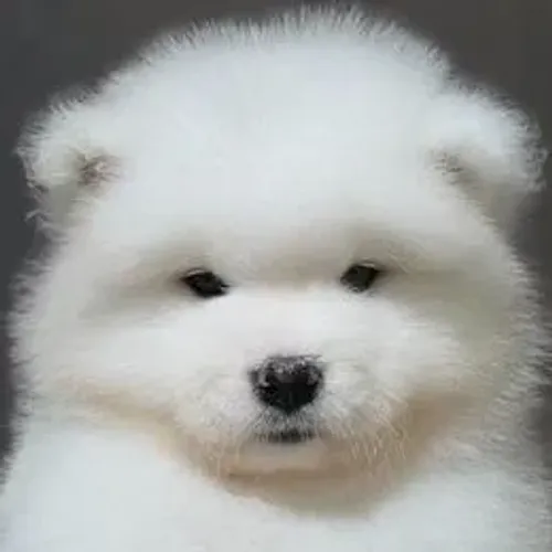Samoyeda,Samoyeda Filhote Selecionado Alta Procedência
