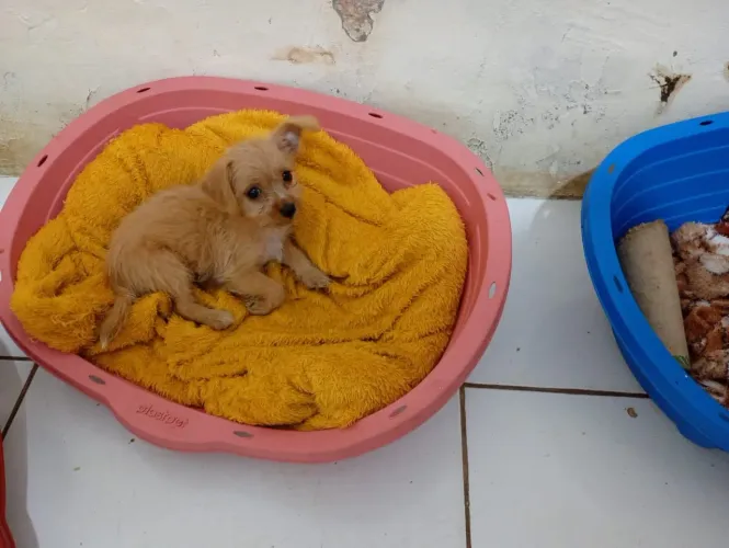 Maltês com pinscher