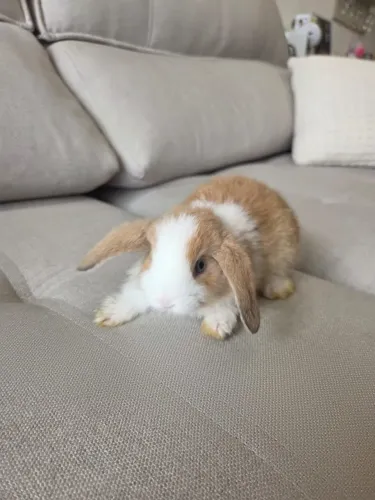 Coelho Mini Lop Filhote para Pet - Ervália MG e região