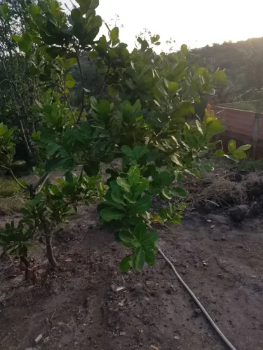 Vendo terreno medindo 10×70 25.000 próx ao Puraquequara