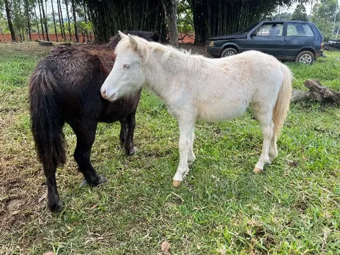 Pônei fêmea olho azul 