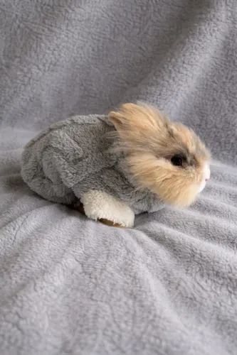 Coelho teddy dwreg