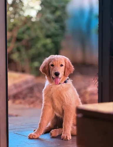 Golden Retriever