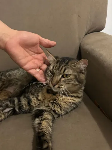 Gatinha pra adoção responsável 