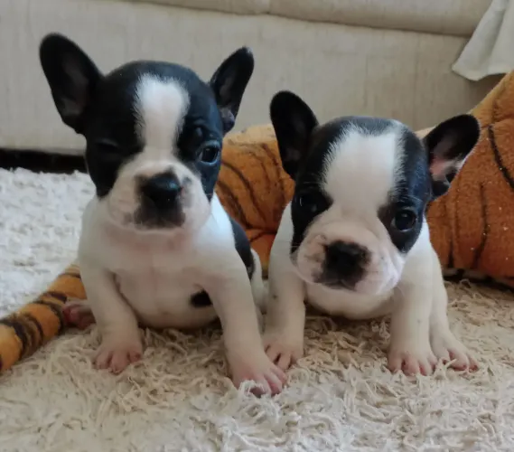 Bulldog Francês : Filhotes a Pronta Entrega