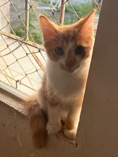 Gato 3 meses macho