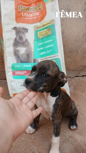 Filhotes de Pitbull