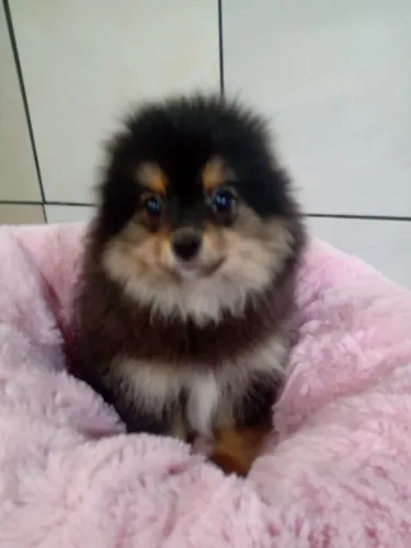 Machinho de lulu 3 meses