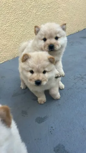 Filhote Chow-chow, Se prepare para momentos inesquecíveis com seu novo amigo!