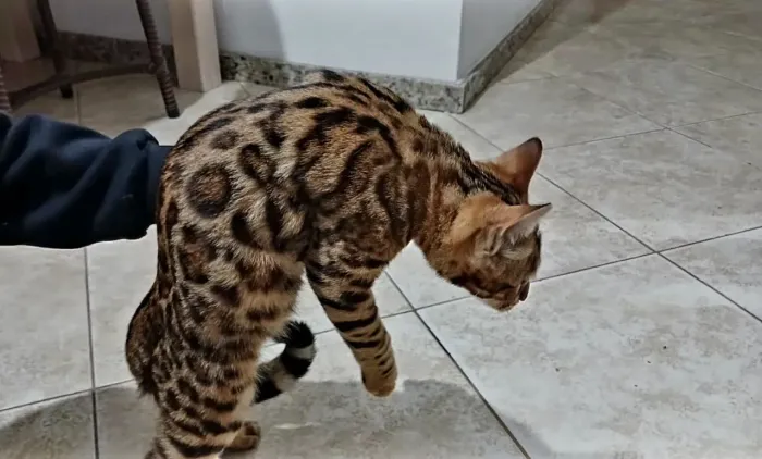 Bengal filhote