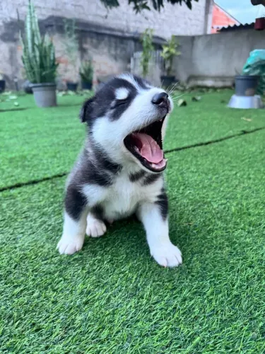 Vendo husky siberiano 