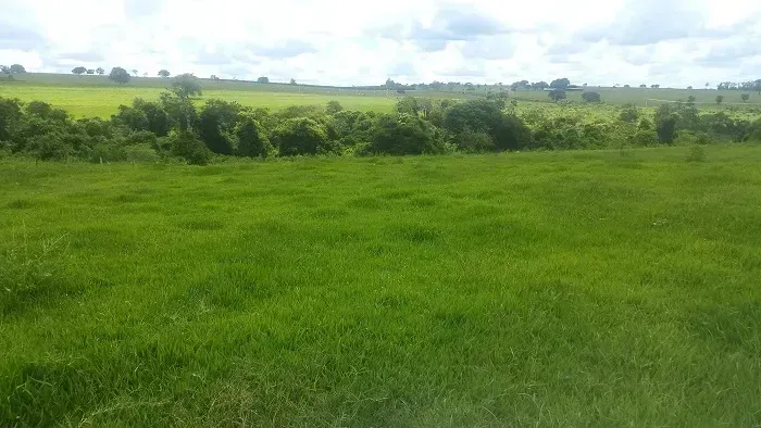 PECUÁRIA/ CANA - Área Rural 80 alqueires