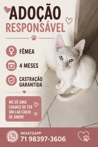 Gatos para doção responsável