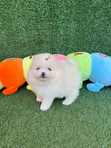 Lulu da pomerania -ursinho anão fofinho