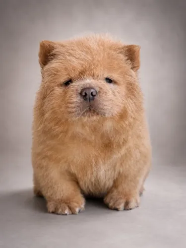 Chow chow AMERICANO MACHOS