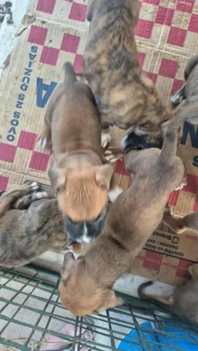 FILHOTES DE BOXER EUROPEU - CRIAÇÃO FAMILIAR