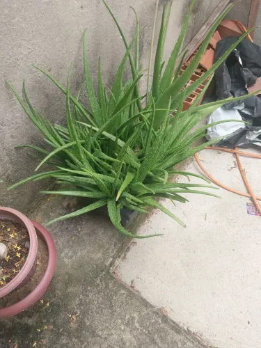 Babosa (pézinho de 2 reais)