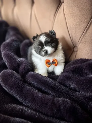 Lulu da pomerania macho 
