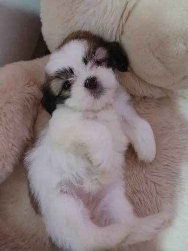 Lhasa Apso maravilhosa e fofo 