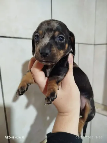Filhote de salsicha, danschund, linguicinha 