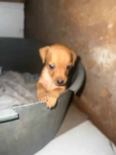 Cachos Pinscher