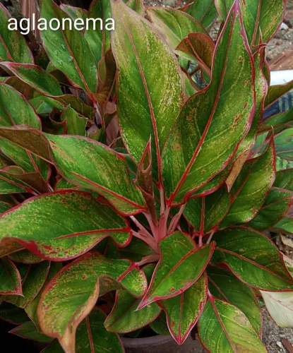 Jardim plantas aglaonema neon