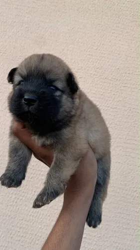 Chow chow