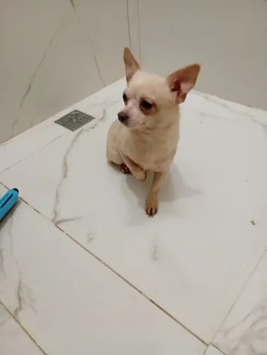 Chilhalha macho não é castrada com 1ano e meio rasa pura
