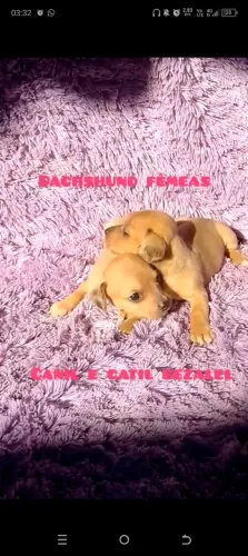 Dachshund miniatura