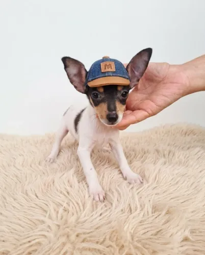 Pequenino, Valente e Encantador: Pinscher Zero
