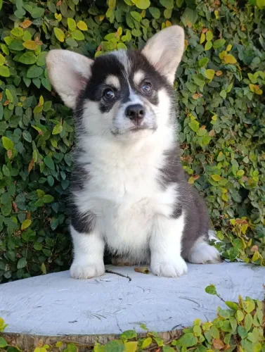 Lindos, Corgi Pembroke