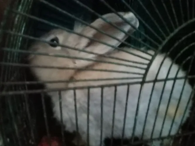 Vendo uma coelha ainda vai faze 1 ano preço 450,00