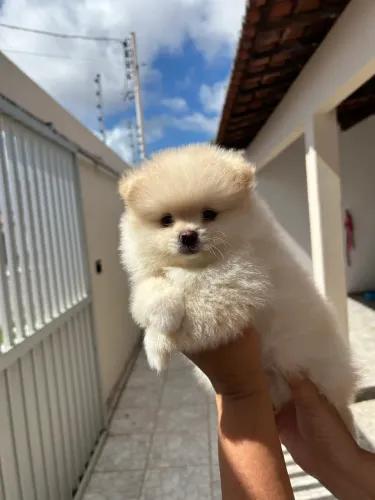 Lulu da Pomerânia Spitz Alemão Mini