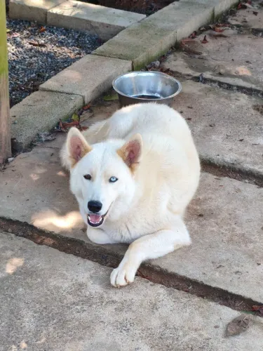 Troco Husky fêmea com um ano