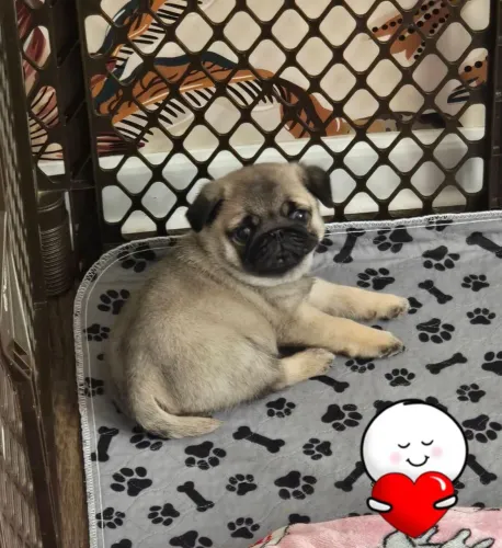 Pug