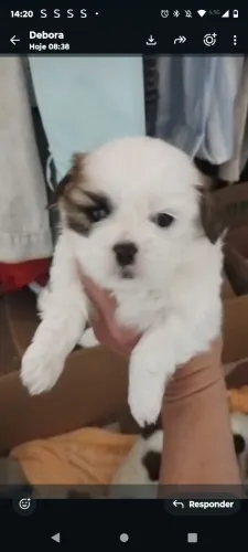 Vendo filhotes de shih tzu