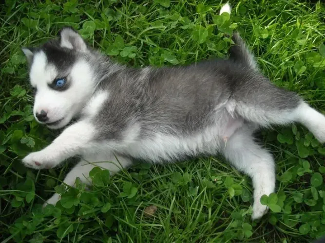 Husky siberiano Tem sentimentos que chegam sem avisar? e ficam pra sempre