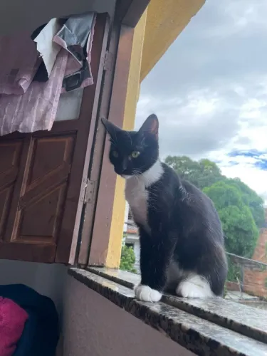 Gatos machos 5 meses