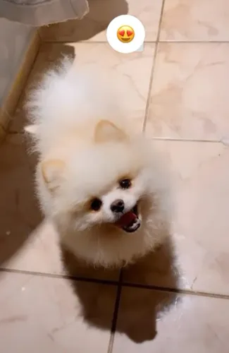 Spitz alemão anão macho com pedigree e microchipado