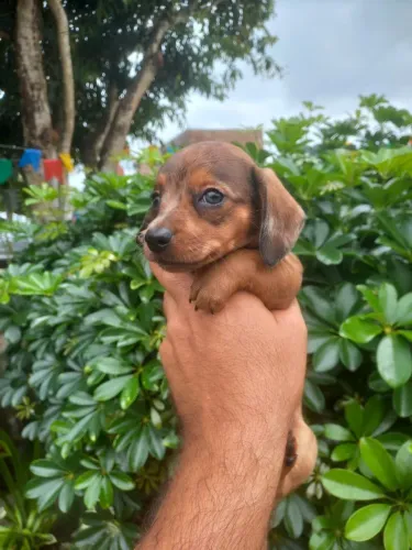 FILHOTE DE DACHSHUND (SALSICHINHA) MACHO MERLE DISPONÍVEL!