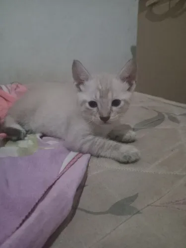  Estou doando lindos gatinhos para adoção 