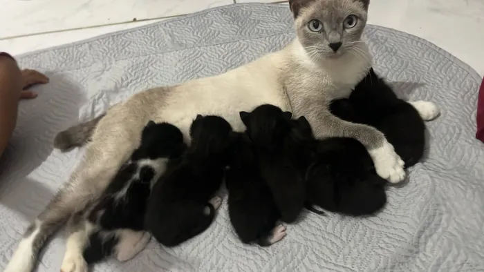 DOAÇÃO DE GATINHOS