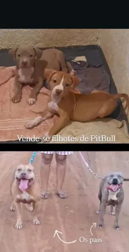 Vendo filhotes de pitbull