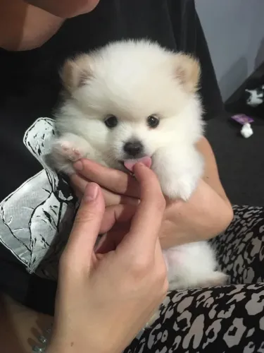 Lulu da Pomerânia ursinho