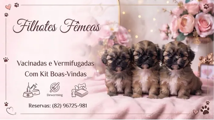 Filhotes de shihtzu fêmea 