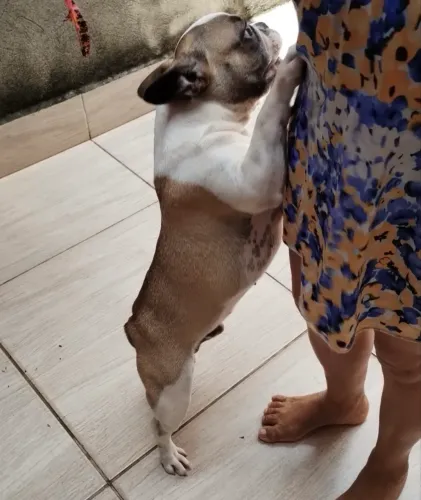 Buldogue francês macho 