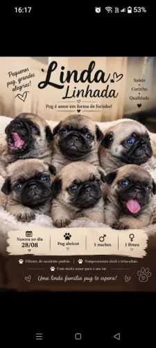 Linda ninhada de pugs