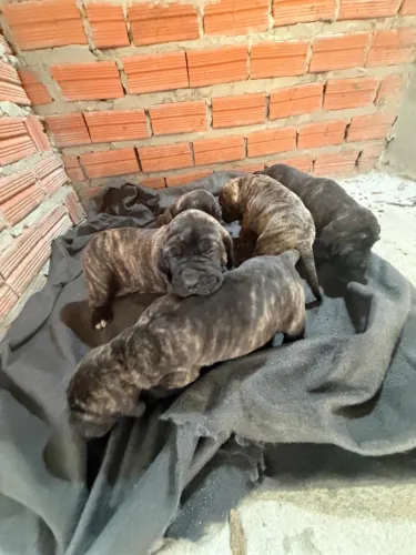 Filhotes de fila na cor tigrada tenho macho e fêmeas .