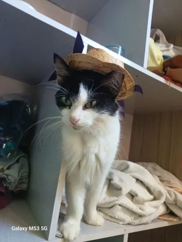 Gatinha felpuda para adoção responsável (gato/pet/gatinho/gata)